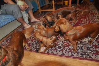 NADIM jamniki Kollapsar